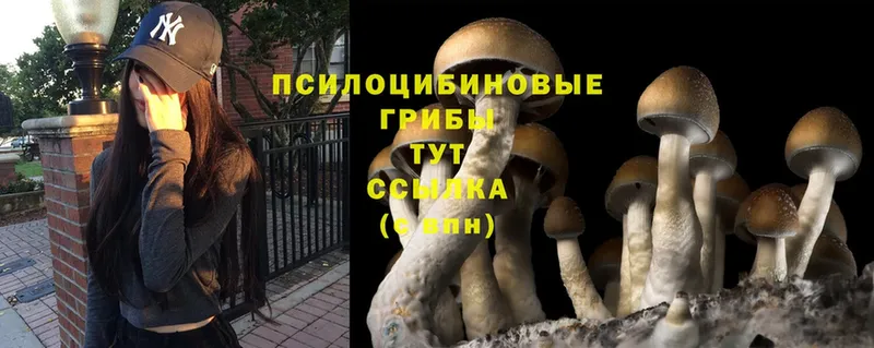 MEGA рабочий сайт  Кашира  Псилоцибиновые грибы Psilocybe 